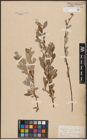 Foto von Salix aurita L. x Salix repens L.